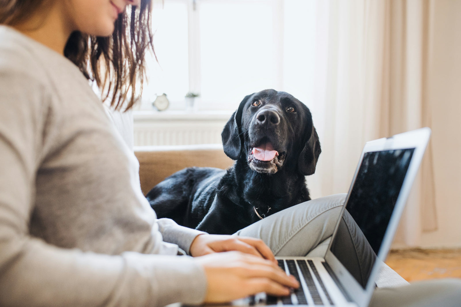Hund im Homeoffice